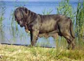 Mastino Napoletano