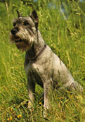 Mellanschnauzer