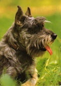 Mellanschnauzer