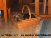 Norfolkterrier