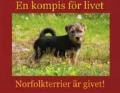 Norfolkterrier