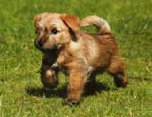 Norfolkterrier