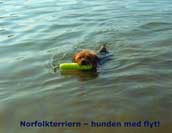 Norfolkterrier