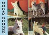 NorskBuhund