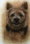 Norwichterrier