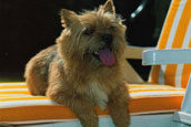 Norwichterrier