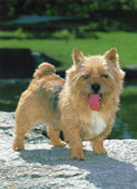 Norwichterrier