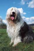 Old English Sheepdog