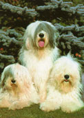 Old English Sheepdog
