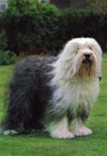 Old English Sheepdog