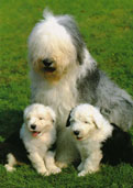 Old English Sheepdog