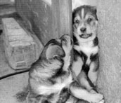 &Ouml;sterrikisk Pinscher