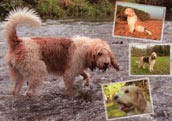 Otterhound
