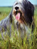 Polski Owczarek Nizinny