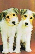 Parson Russell Terrier