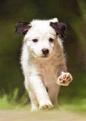 Parson Russell Terrier