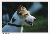 Parson Russell Terrier