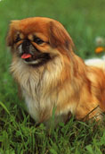 Pekingese
