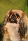 Pekingese
