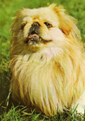 Pekingese