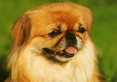 Pekingese