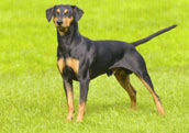 Pinscher