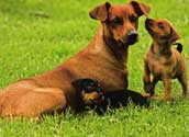 Pinscher