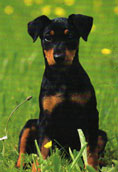 Pinscher