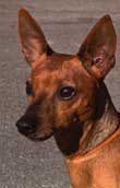 Pinscher