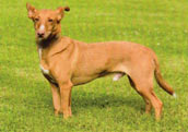 Podenco Andaluz Maneto