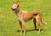 Podenco Andaluz_str&auml;vh&aring;rig