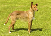 Podenco Andaluz_str&auml;vh&aring;rig