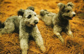 Pumi