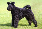 Pumi