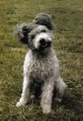 Pumi