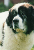 Pyrenerisk Mastiff