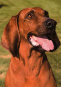 Redbone Coonhound