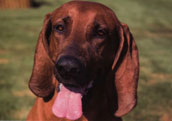 Redbone Coonhound