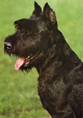Reisenschnauzer