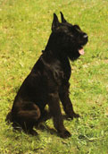 Reisenschnauzer