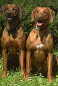 Rhodesian Ridgeback