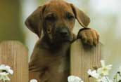 Rhodesian Ridgeback