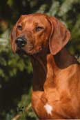 Rhodesian Ridgeback