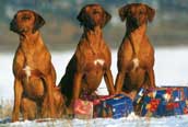 Rhodesian Ridgeback