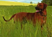 Rhodesian Ridgeback