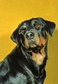 Rottweiler
