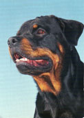 Rottweiler