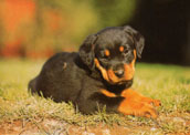 Rottweiler