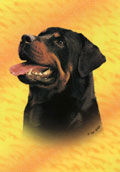 Rottweiler