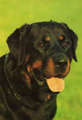 Rottweiler